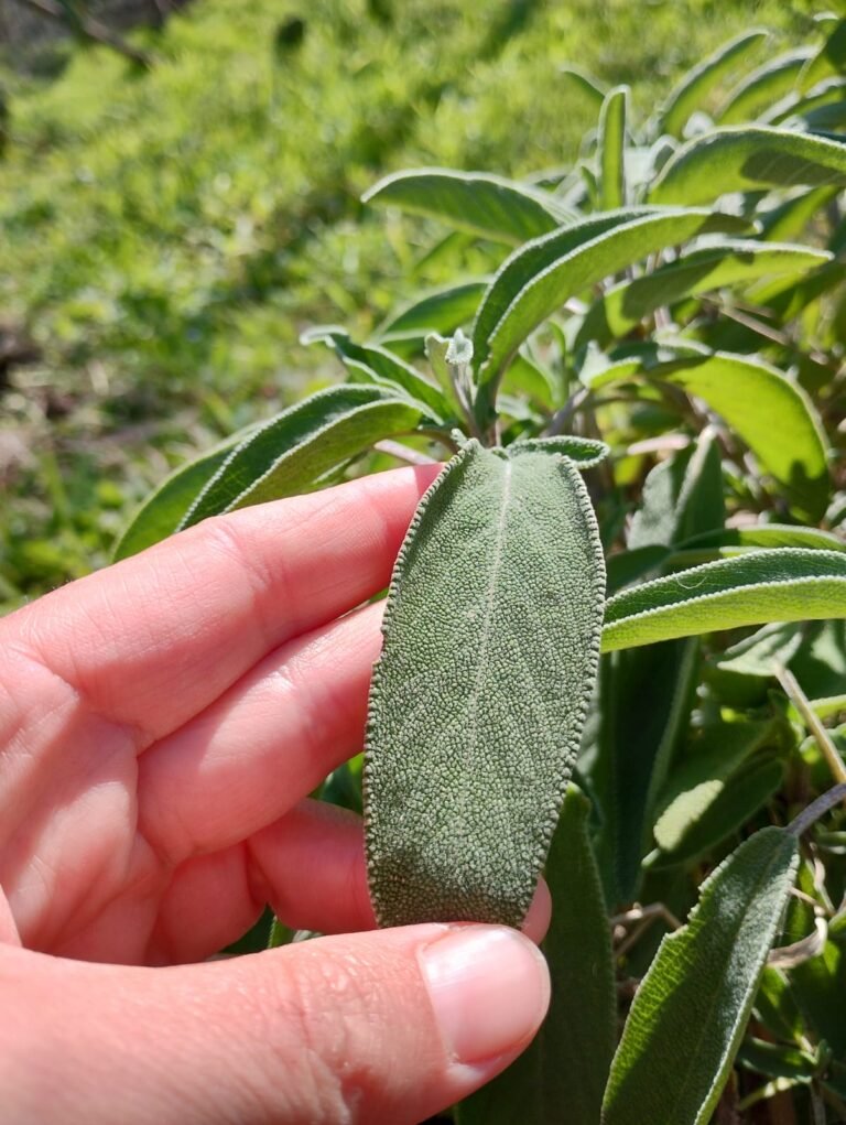 Salvia